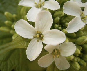 Fleur d'Alliaire. la plante est utilisée pour la fabrication de vinaigre