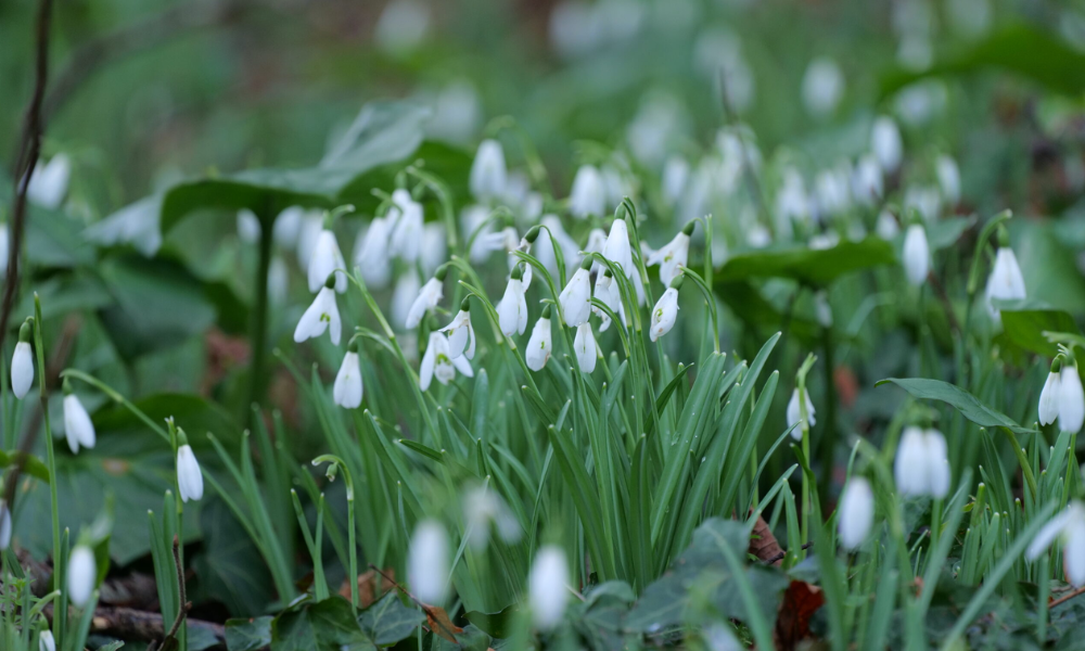 perce-neige Galanthus